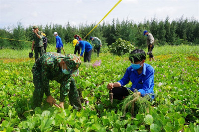 Tiền Giang trồng 5.000 cây phi lao chắn sóng